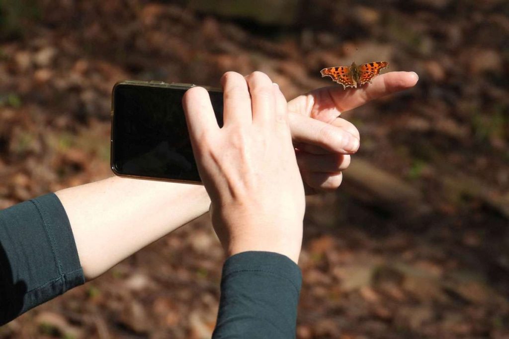 Hier wird eine Sichtung für das Projekt ‚Frühe Falter‘ dokumentiert – und der Schmetterling kam sogar selbst zur Beobachterin, (c) Petra Schröder