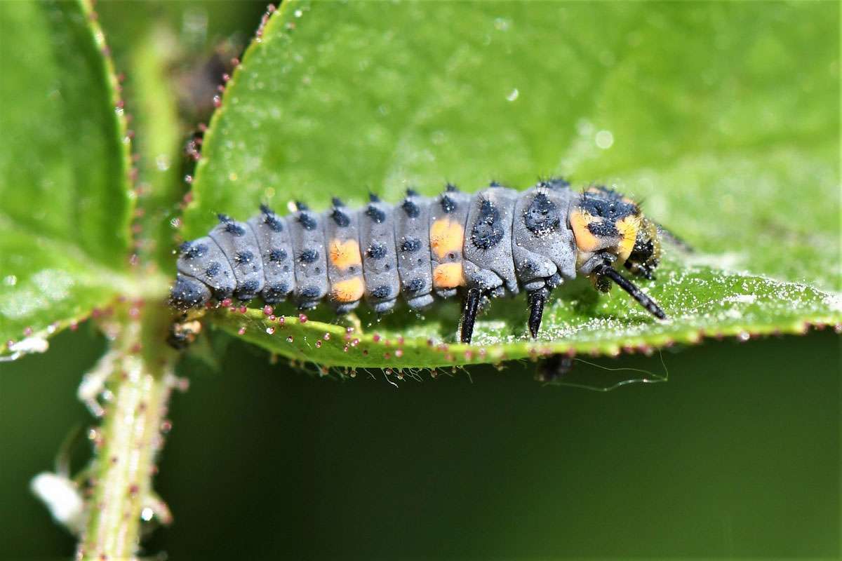 Ernährt sich (nicht nur in Gärten) von Blattläusen: die Larve des Siebenpunkt-Marienkäfers (Coccinella septempunctata), (c) Rolf Jantz/NABU-naturgucker.de