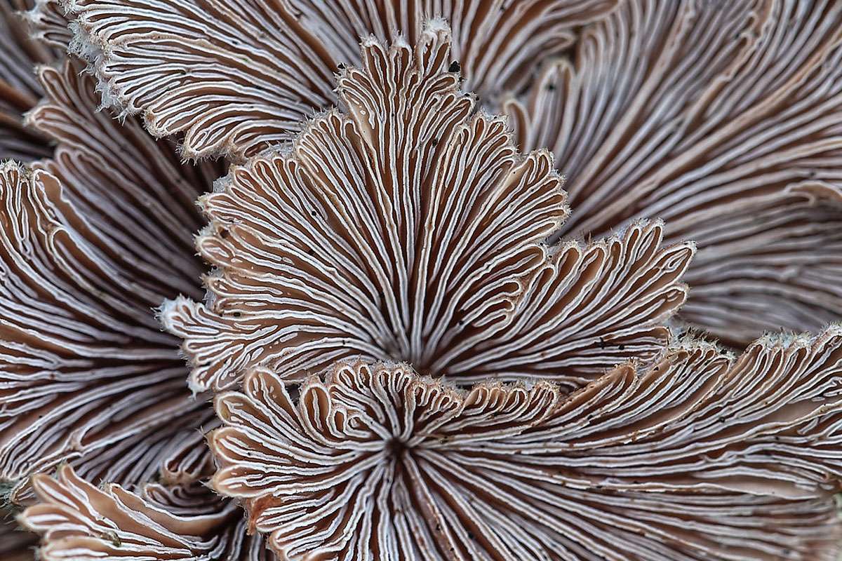 3-D-Muster: Die Unterseite eines Spaltblättlings (Schizophyllum commune), (c) Kerstin Berger/NABU-naturgucker.de