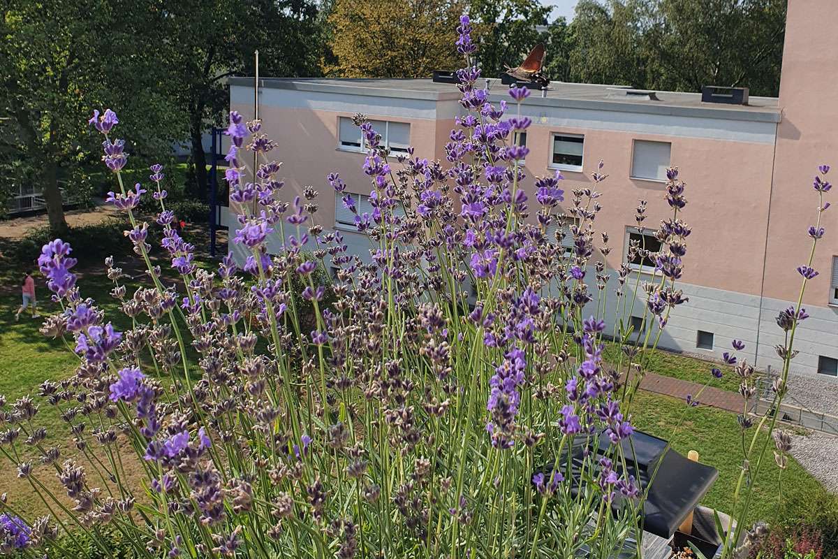 Ein Taubenschwänzchen (Macroglossum stellatarum) besucht Lavendelblüten (Lavandula sp.) auf einem Balkon, (c) Jürgen Rieke/NABU-naturgucker.de