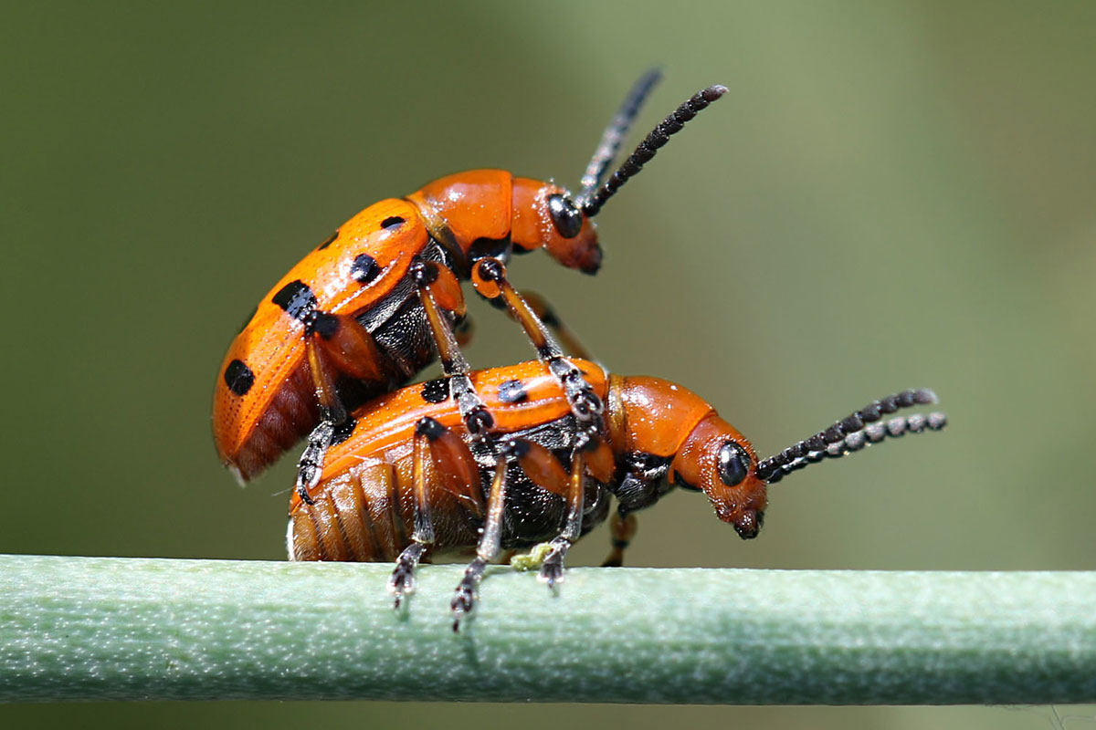 Zwölfpunkt-Spargelkäfer (Crioceris duodecimpunctata), (c) Peter Weiser/NABU-naturgucker.de