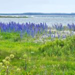 Landschaft auf Saaremaa mit Gewöhnlichem Natternkopf (Echium vulgare), (c) Wolfgang Piepers/NABU-naturgucker.de