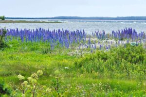 Landschaft auf Saaremaa mit Gewöhnlichem Natternkopf (Echium vulgare), (c) Wolfgang Piepers/NABU-naturgucker.de