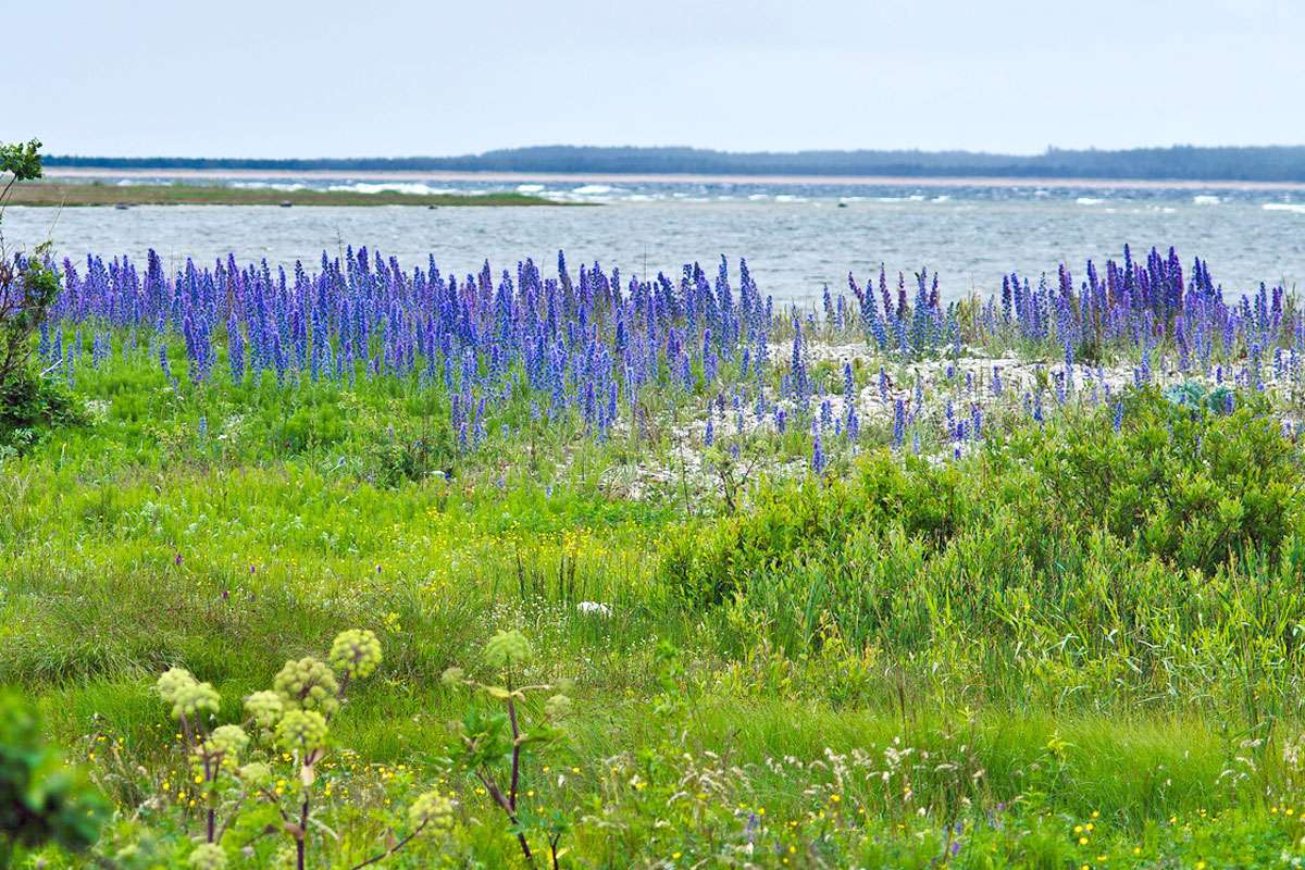 Landschaft auf Saaremaa mit Gewöhnlichem Natternkopf (Echium vulgare), (c) Wolfgang Piepers/NABU-naturgucker.de