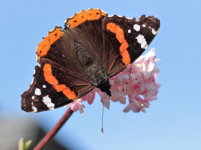 Fliegt schon sehr früh im Jahr: der Admiral, © Hermann Klee/NABU-naturgucker.de