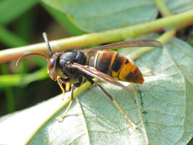 Asiatische Hornisse (Vespa velutina), (c) Harald Bott/NABU-naturgucker.de; Lizenz: CC BY-SA 4.0 DEED (Namensnennung – Weitergabe unter gleichen Bedingungen 4.0 International)