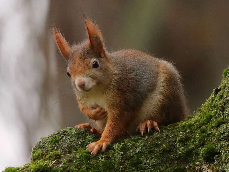 Europäisches Eichhörnchen (Sciurus vulgaris), (c) Jens Winter/NABU-naturgucker.de; Lizenz: CC BY-SA 4.0 DEED (Namensnennung – Weitergabe unter gleichen Bedingungen 4.0 International