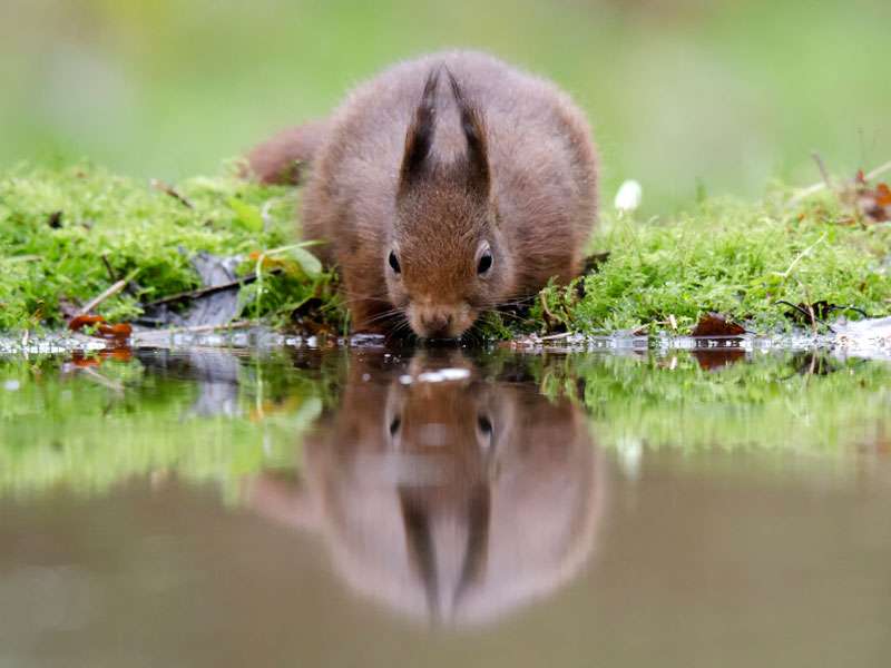 Europäisches Eichhörnchen (Sciurus vulgaris), (c) Gerhard Butke/NABU-naturgucker.de; Lizenz: CC BY-SA 4.0 DEED (Namensnennung – Weitergabe unter gleichen Bedingungen 4.0 International)