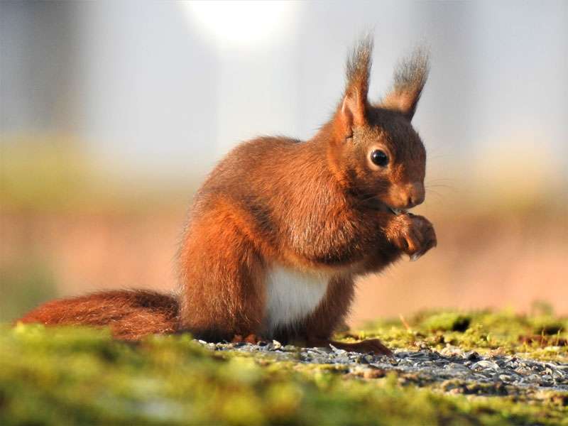 Europäisches Eichhörnchen (Sciurus vulgaris), (c) Hans Schmitt/NABU-naturgucker.de; Lizenz: CC BY-SA 4.0 DEED (Namensnennung – Weitergabe unter gleichen Bedingungen 4.0 International)