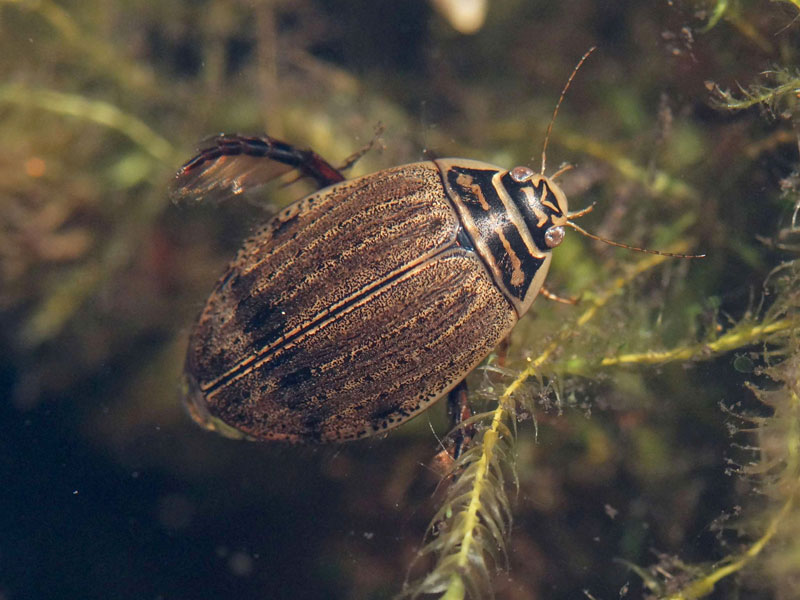 In manchen Gartenteichen zu finden: der Gemeine Furchenschwimmer, © Gaby Schulemann-Maier/NABU-naturgucker.de