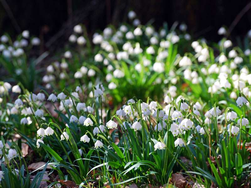 Märzenbecher (Leucojum vernum), (c) Sabine Frey/NABU-naturgucker.de; Lizenz: CC BY-SA 4.0 DEED (Namensnennung – Weitergabe unter gleichen Bedingungen 4.0 International)