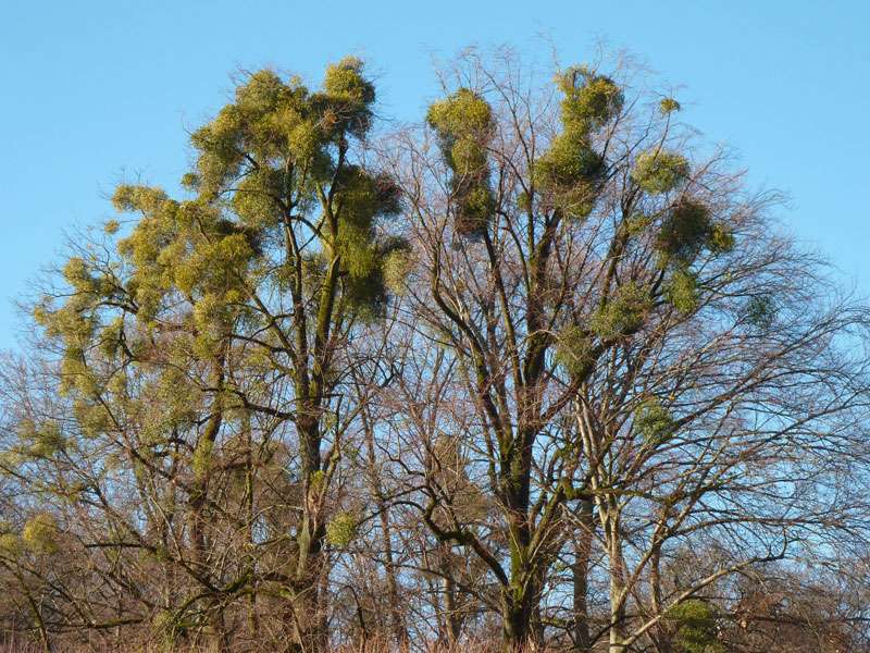 Mistel (Viscum album), (c) Karl-Heinz Fuldner/NABU-naturgucker.de; Lizenz: CC BY-SA 4.0 DEED (Namensnennung – Weitergabe unter gleichen Bedingungen 4.0 International)