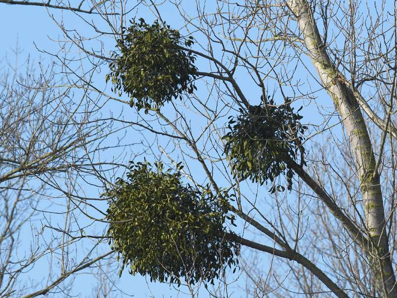 Mistel (Viscum album), (c) Rolf Jantz/NABU-naturgucker.de; Lizenz: CC BY-SA 4.0 DEED (Namensnennung – Weitergabe unter gleichen Bedingungen 4.0 International)