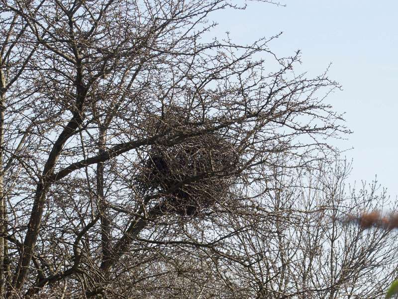 Elsternnest (Pica pica), (c) Gaby Schulemann-Maier/NABU-naturgucker.de; Lizenz: CC BY-SA 4.0 DEED (Namensnennung – Weitergabe unter gleichen Bedingungen 4.0 International)