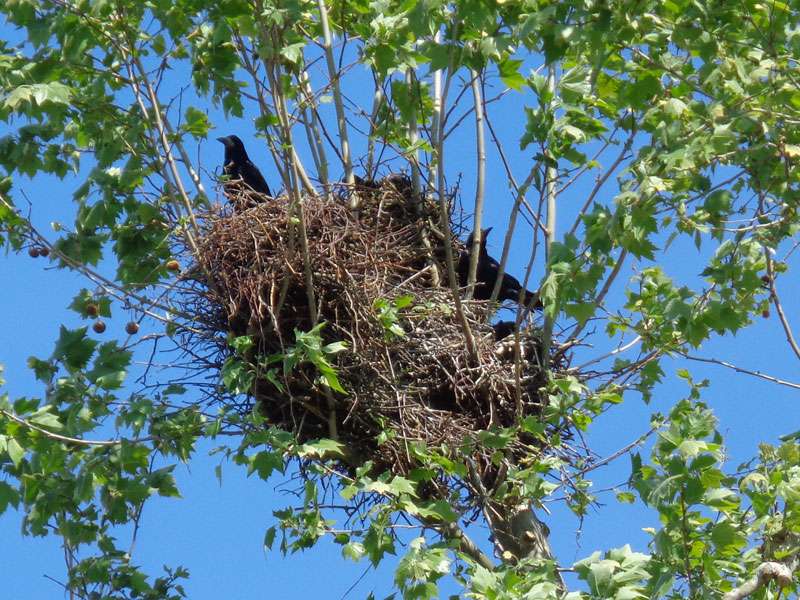 Saatkrähennest (Corvus frugilegus), (c) Jürgen Hurst/NABU-naturgucker.de; Lizenz: CC BY-SA 4.0 DEED (Namensnennung – Weitergabe unter gleichen Bedingungen 4.0 International)