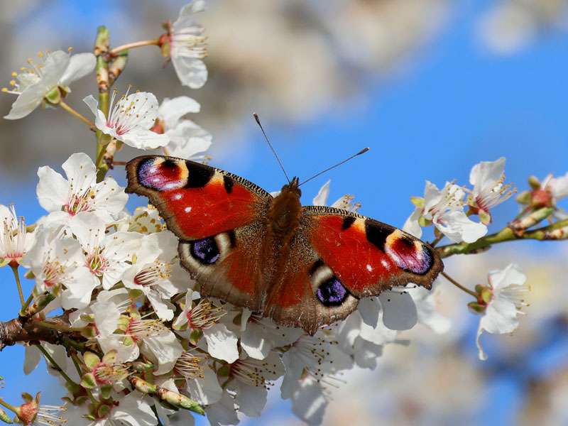 Tagpfauenauge (Aglais io), (c) Nadine Röhnert/NABU-naturgucker.de; Lizenz: CC BY-SA 4.0 DEED (Namensnennung – Weitergabe unter gleichen Bedingungen 4.0 International)