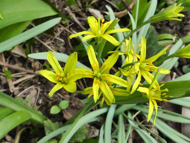 Wald-Gelbstern (Gagea lutea), (c) Béla Sebestyén/NABU-naturgucker.de; Lizenz: CC BY-SA 4.0 DEED (Namensnennung – Weitergabe unter gleichen Bedingungen 4.0 International)