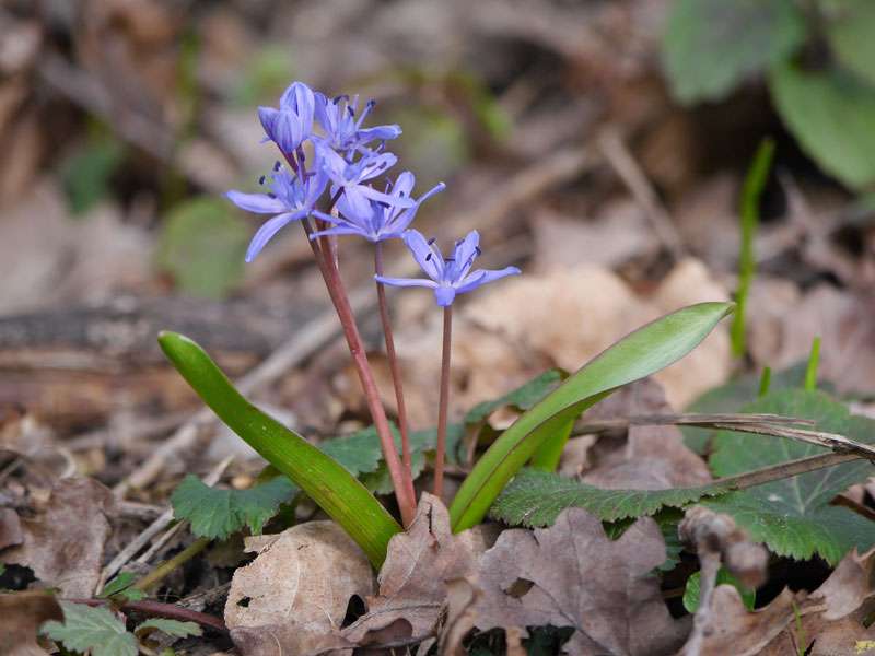 Zweiblättriger Blaustern (Scilla bifolia), (c) Thomas Hein/NABU-naturgucker.de; Lizenz: → CC BY-SA 4.0 DEED (Namensnennung – Weitergabe unter gleichen Bedingungen 4.0 International)