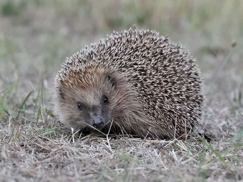 Westeuropäischer Igel (Erinaceus europaeus), (c) Andrea Kammer/NABU-naturgucker.de; Lizenz: CC BY-SA 4.0 DEED (Namensnennung – Weitergabe unter gleichen Bedingungen 4.0 International)