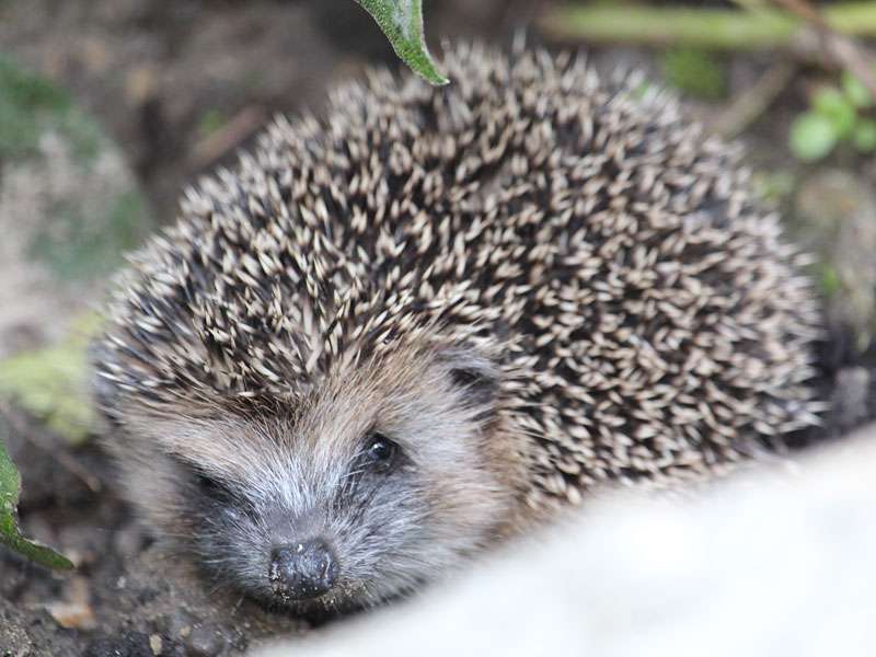 Westeuropäischer Igel (Erinaceus europaeus), (c) Marcus Döhring/NABU-naturgucker.de; Lizenz: CC BY-SA 4.0 DEED (Namensnennung – Weitergabe unter gleichen Bedingungen 4.0 International)