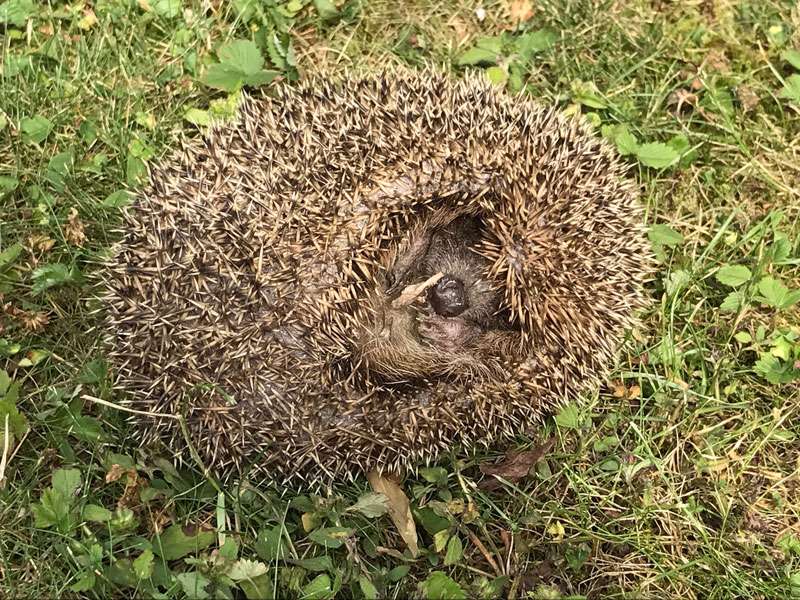 Westeuropäischer Igel (Erinaceus europaeus), (c) Marianne Vaaßen/NABU-naturgucker.de; Lizenz: CC BY-NC-ND (Namensnennung – Nicht-kommerziell – Keine Bearbeitung 4.0 International)