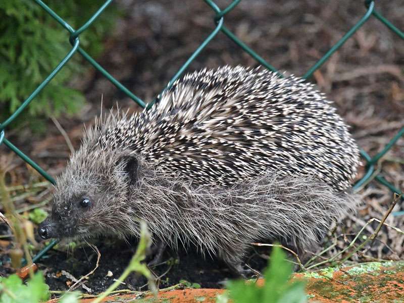 Westeuropäischer Igel (Erinaceus europaeus), (c) Ralph Bergs/NABU-naturgucker.de; Lizenz: CC BY-NC-ND (Namensnennung – Nicht-kommerziell – Keine Bearbeitung 4.0 International)