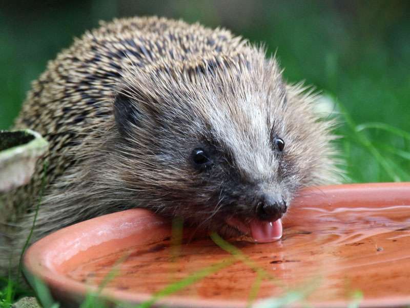 Westeuropäischer Igel (Erinaceus europaeus), (c) Ulrich Köller/NABU-naturgucker.de; Lizenz: CC BY-SA 4.0 DEED (Namensnennung – Weitergabe unter gleichen Bedingungen 4.0 International)