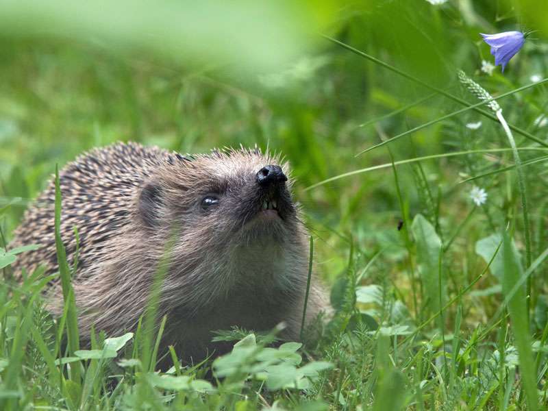 Westeuropäischer Igel, (c) Ulrich Sach/NABU-naturgucker.de; Lizenz: CC BY-SA 4.0 DEED (Namensnennung – Weitergabe unter gleichen Bedingungen 4.0 International)