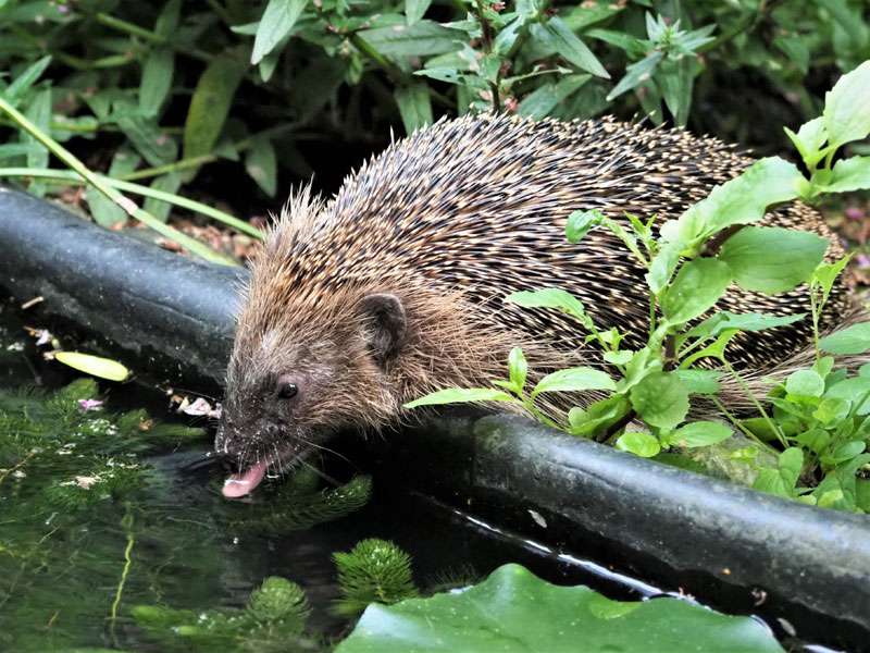 Westeuropäischer Igel (Erinaceus europaeus), (c) Volker Achterberg/NABU-naturgucker.de; Lizenz: CC BY-NC-ND (Namensnennung – Nicht-kommerziell – Keine Bearbeitung 4.0 International)