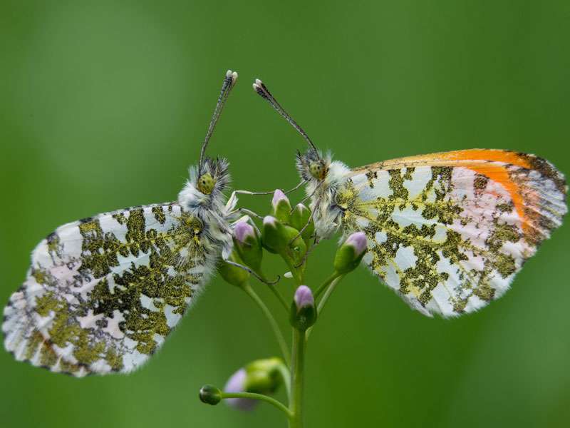 Aurorafalter (Anthocharis cardamines), (c) Marc Oliver Gutzeit/NABU-naturgucker.de; Lizenz: → CC BY-SA 4.0 DEED (Namensnennung – Weitergabe unter gleichen Bedingungen 4.0 International)