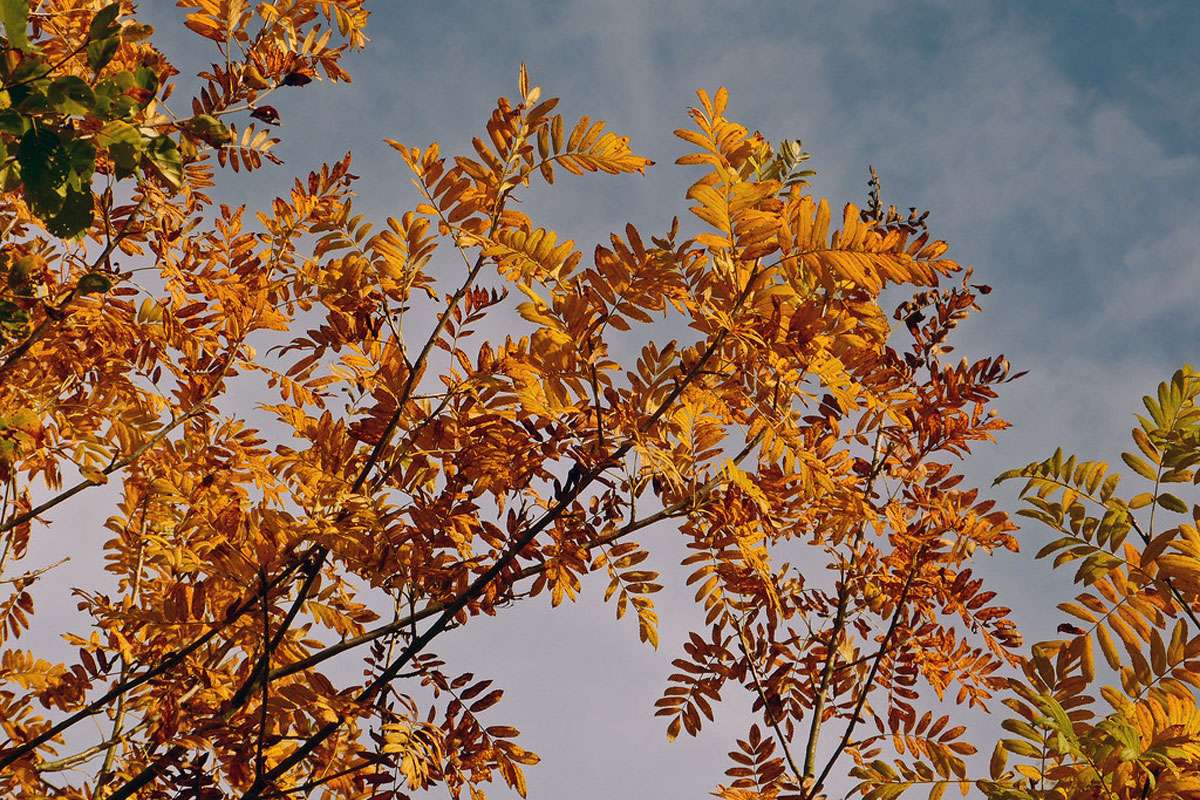 Eberesche (Sorbus aucuparia), (c) Hubertus Schwarzentraub/NABU-naturgucker.de