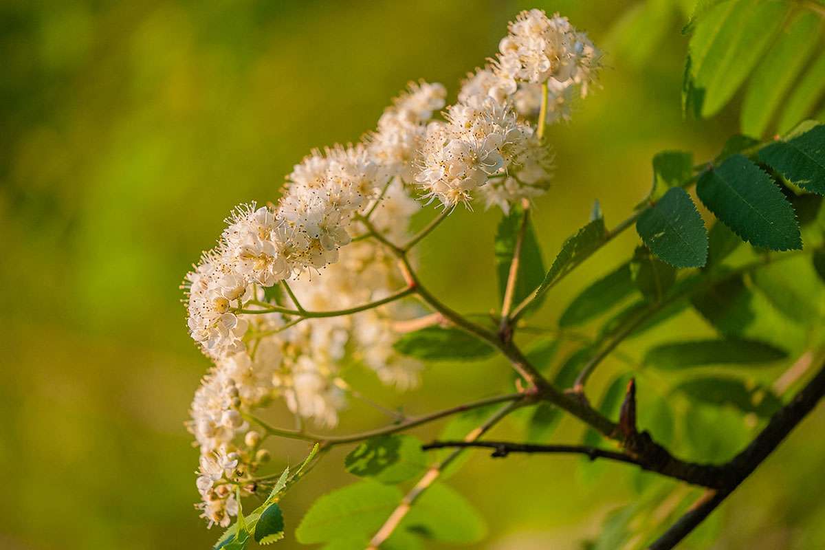 Eberesche (Sorbus aucuparia), (c) Kerstin Berger/NABU-naturgucker.de