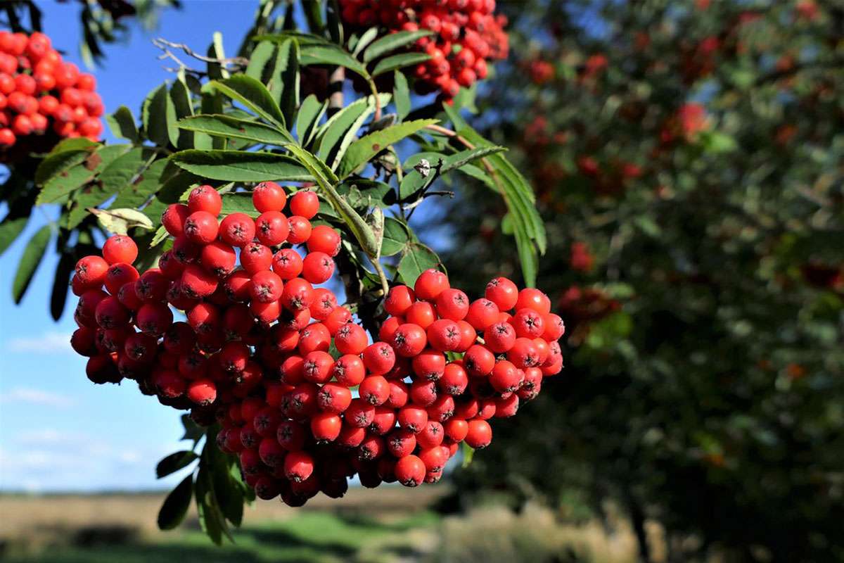 Eberesche (Sorbus aucuparia), (c) Rainer Mönke/NABU-naturgucker.de