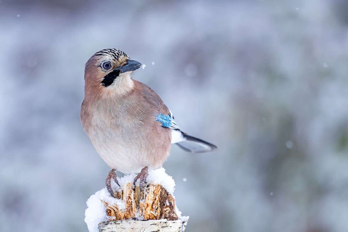 Eichelhäher (Garrulus glandarius), (c) Rainer Armbruster/NABU-naturgucker.de