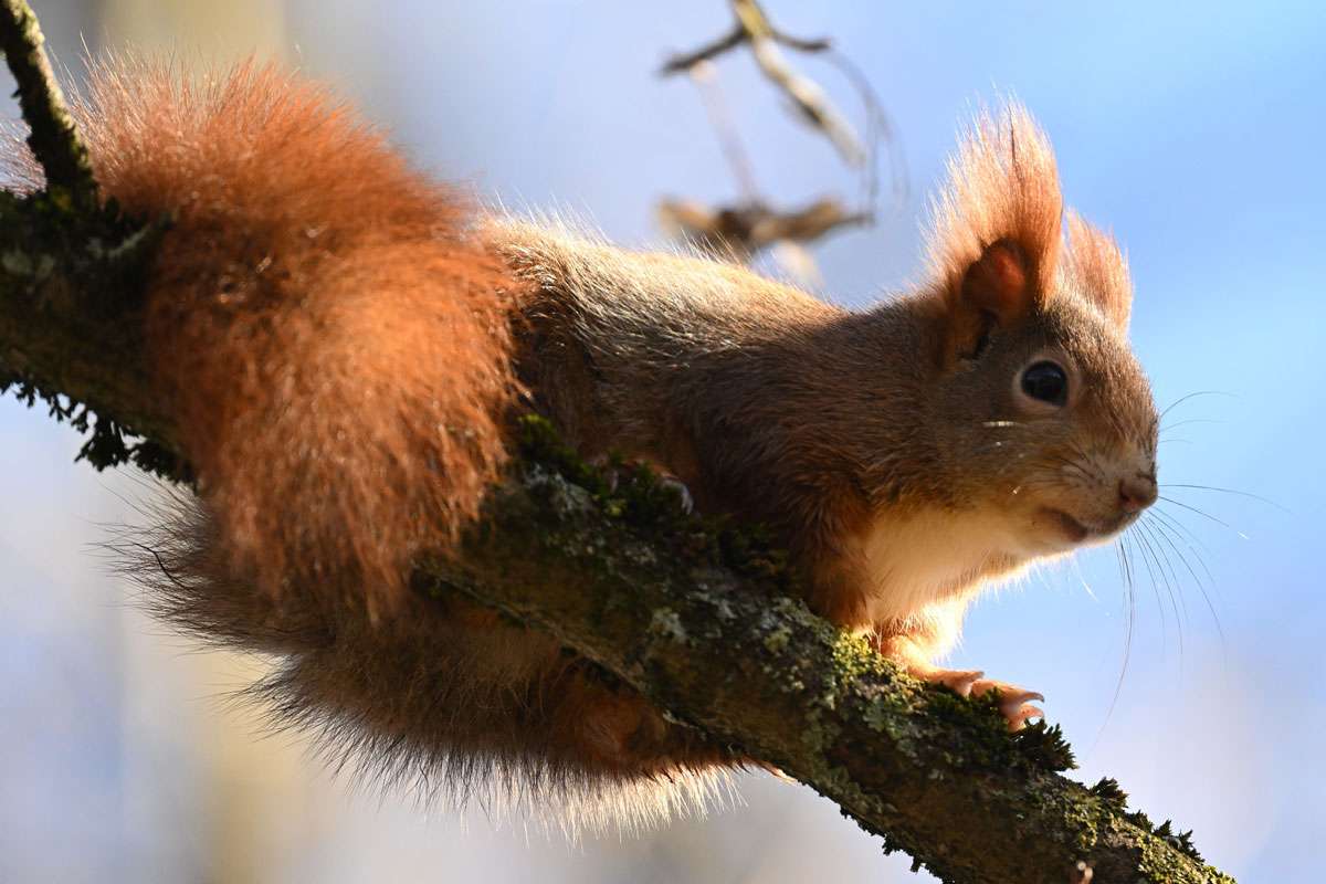 Europäisches Eichhörnchen (Sciurus vulgaris), (c) Friederike Kühne/NABU-naturgucker.de