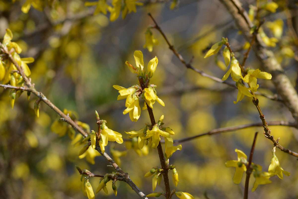 Garten-Forsythie (Forsythia x intermedia), (c) Hans-Peter Nußbaumer/NABU-naturgucker.de