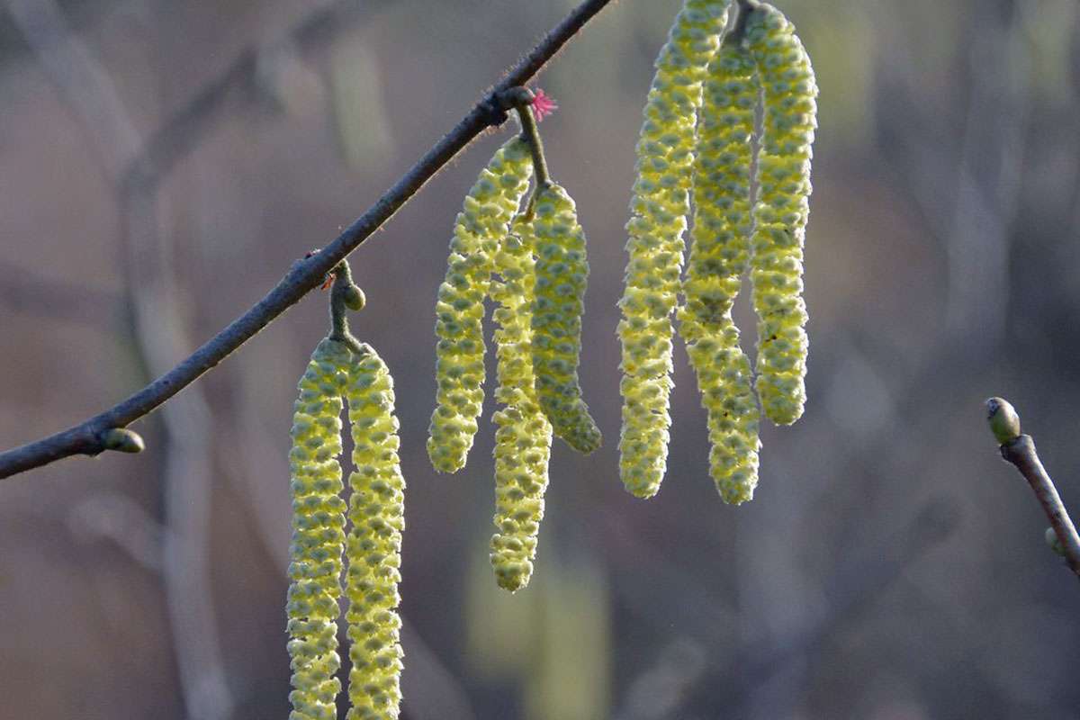 Gewöhnliche Hasel (Corylus avellana), (c) Rolf Jantz/NABU-naturgucker.de