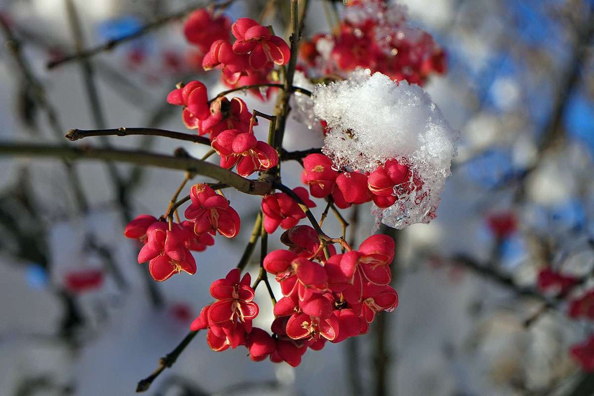 Gewöhnliches Pfaffenhütchen (Euonymus europaeus), (c) Margot Stosch/NABU-naturgucker.de