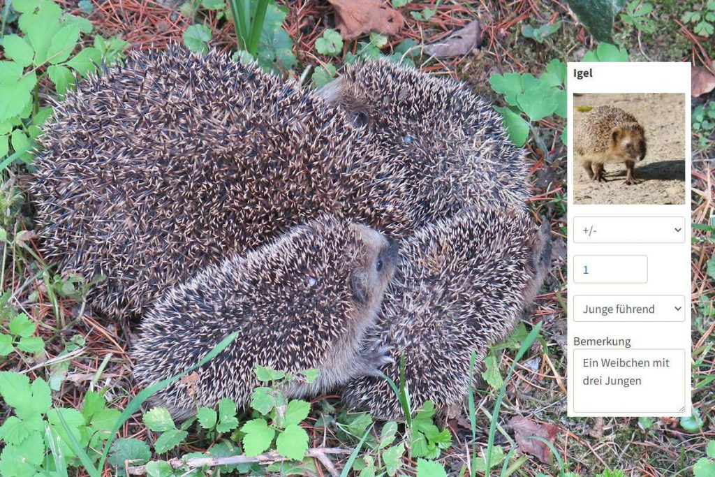 Ein Igelweibchen, das Junge führt – so könnte die Beobachtung auf der Aktionsseite gemeldet werden; Igel-Foto (c) Renate Roth-Schuck/NABU-naturgucker.de