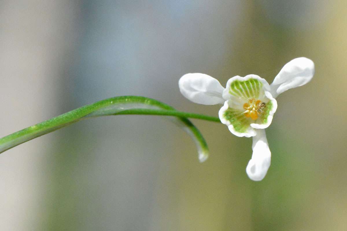 Kleines Schneeglöckchen (Galanthus nivalis), (c) Rolf Jantz/NABU-naturgucker.de