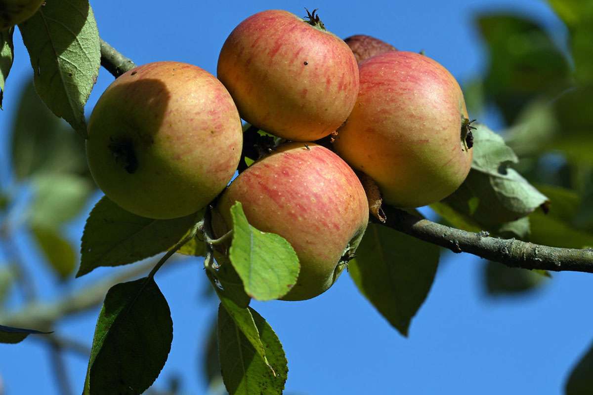 Kultur-Apfel (Malus domestica), (c) Hans Schwarting/NABU-naturgucker.de