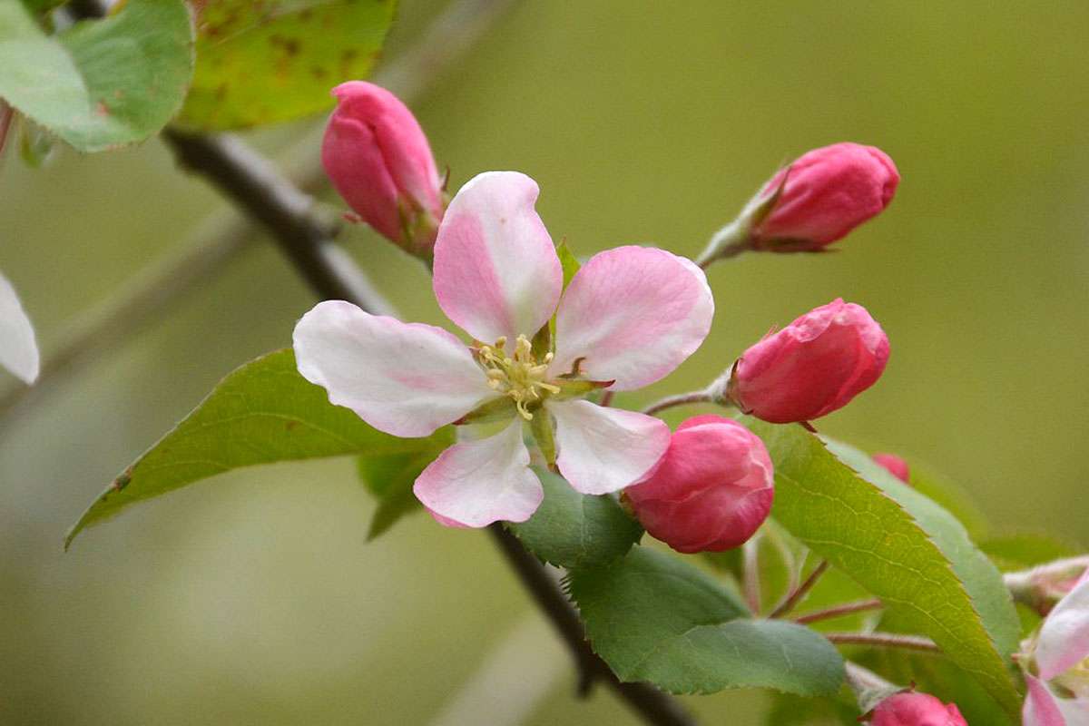 Kultur-Apfel (Malus domestica), (c) Rolf Jantz/NABU-naturgucker.de