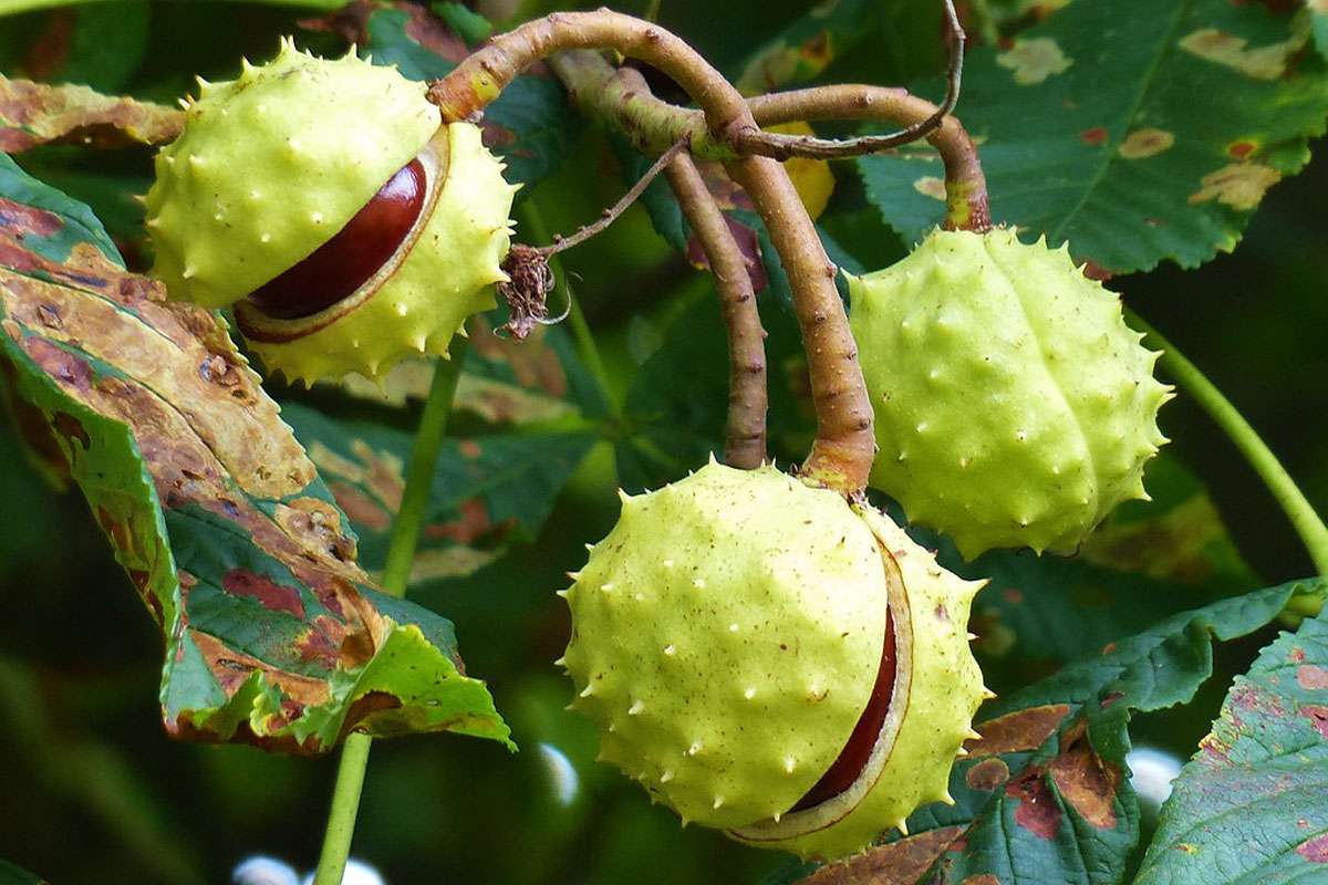 Gewöhnliche Rosskastanie (Aesculus hippocastanum), (c) Irene Freese/NABU-naturgucker.de