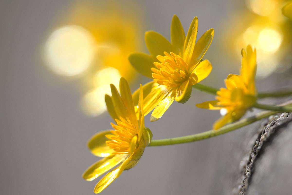 Scharbockskraut (Ranunculus ficaria), (c) Ulrich vor dem Esche/NABU-naturgucker.de