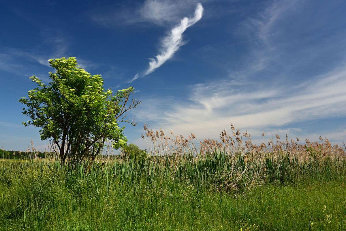 Schwarzer Holunder (Sambucus nigra), (c) Hans Schwarting/NABU-naturgucker.de