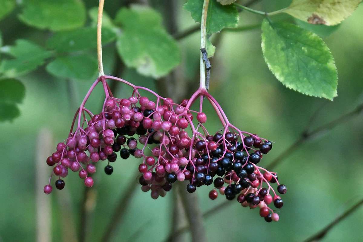 Schwarzer Holunder (Sambucus nigra), (c) Rolf Jantz/NABU-naturgucker.de