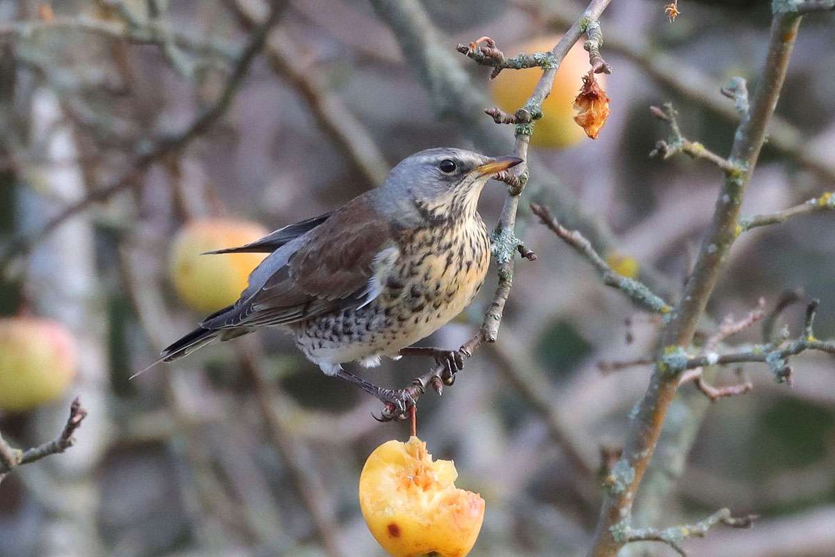 Wacholderdrossel (Turdus pilaris), (c) Jens Winter/NABU-naturgucker.de