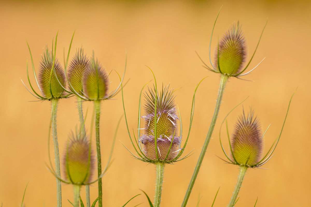 Wilde Karde (Dipsacus fullonum), (c) Petra Koob/NABU-naturgucker.de