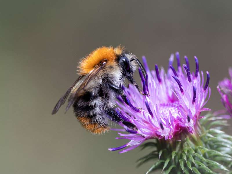 Ackerhummel (Bombus pascuorum), (c) Franz Rothenhäusler/NABU-naturgucker.de; Lizenz: CC BY-SA 4.0 DEED (Namensnennung – Weitergabe unter gleichen Bedingungen 4.0 International)