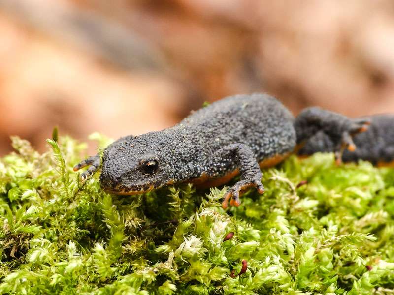 Bergmolch (Ichthyosaura alpestris), (c) Kathy Büscher/NABU-naturgucker.de; Lizenz: CC BY-SA 4.0 DEED (Namensnennung – Weitergabe unter gleichen Bedingungen 4.0 International)